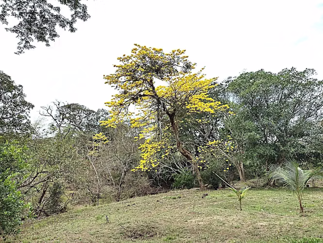 Venta finca OROTINA  Bajamar 70 MILL COL FINANCIAMIENTO  - Imagen 9