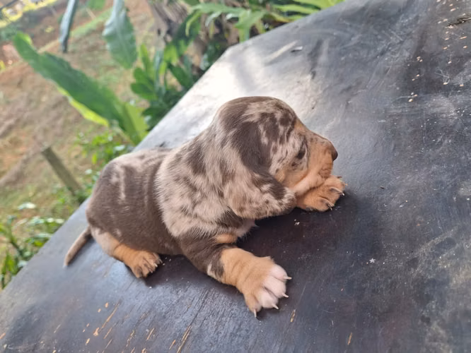  Cachorro Arlequin chocolate.  - Imagen 2