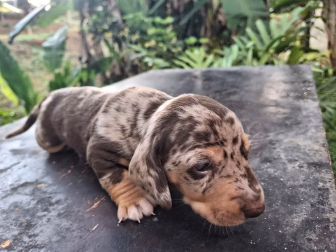  Cachorro Arlequin chocolate.  - Imagen 1