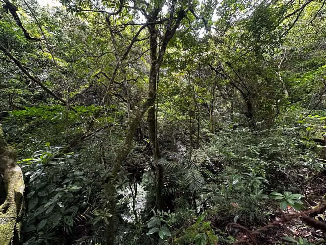  Exclusiva Propiedad en Venta | 20.367 m² Monte de La Cruz en San Rafael de Heredia-2 - Imagen 12