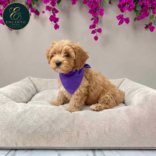 Cachorro BICHON HABANERO disponible - Imagen 8