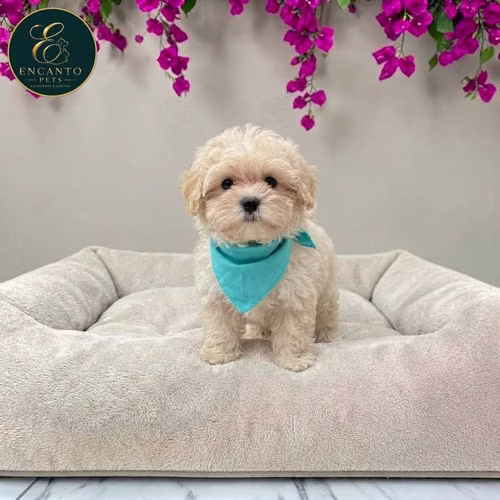 Cachorro BICHON HABANERO disponible - Imagen 10