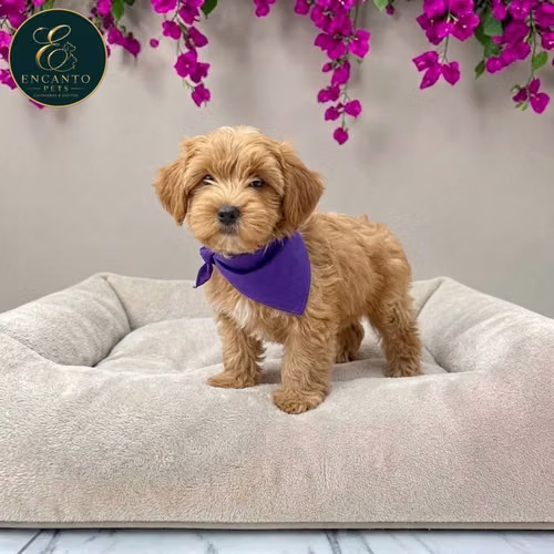Cachorro BICHON HABANERO disponible - Imagen 6