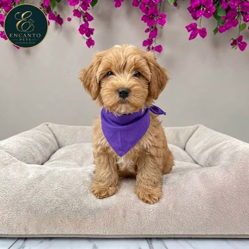 Cachorro BICHON HABANERO disponible - Imagen 9
