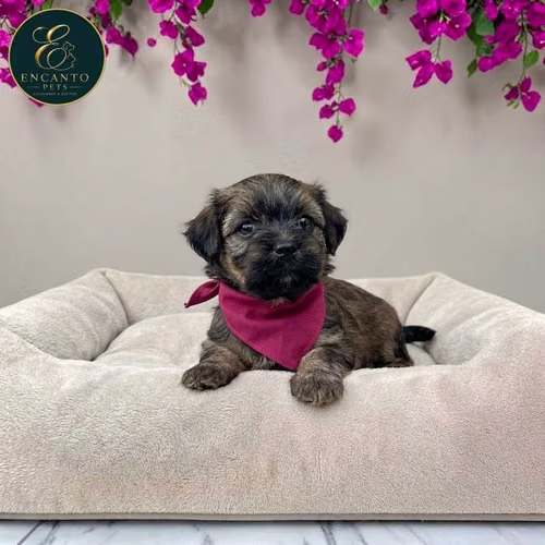 Cachorro Pquinés Maltés / Pekingese Maltese Mix disponible - Imagen 6