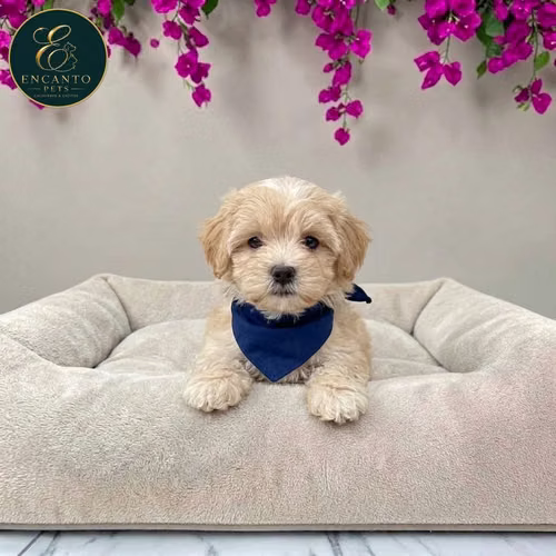 Cachorro Pquinés Maltés / Pekingese Maltese Mix disponible