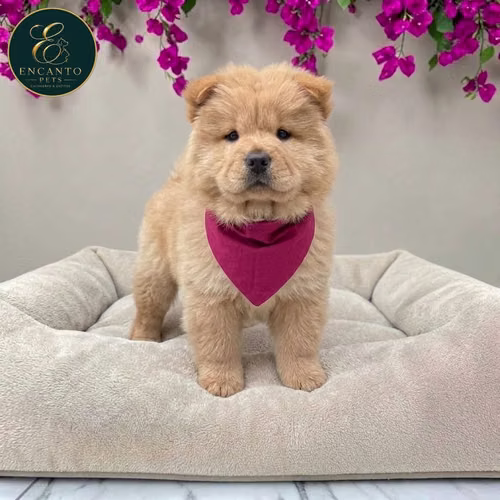 Cachorro CHOW CHOW TRADICIONAL disponible - Imagen 6
