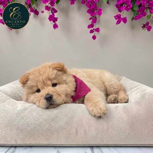 Cachorro CHOW CHOW TRADICIONAL disponible - Imagen 8