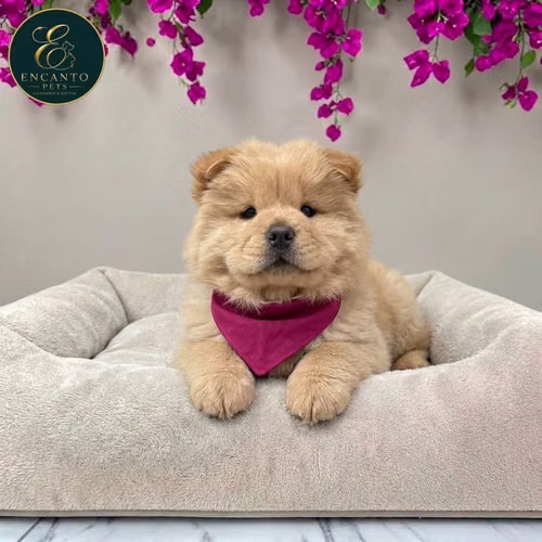 Cachorro CHOW CHOW TRADICIONAL disponible - Imagen 7