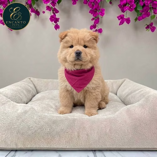 Cachorro CHOW CHOW TRADICIONAL disponible - Imagen 10