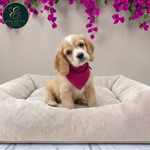 Cachorro Cocker Spaniel Ingles Beige Tradicional / Enlish Cocker Spaniel Buff disponible - Imagen 4