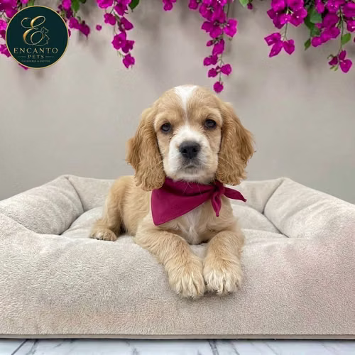 Cachorro Cocker Spaniel Ingles Beige Tradicional / Enlish Cocker Spaniel Buff disponible
