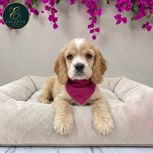 Cachorro Cocker Spaniel Ingles Beige Tradicional / Enlish Cocker Spaniel Buff disponible - Imagen 2