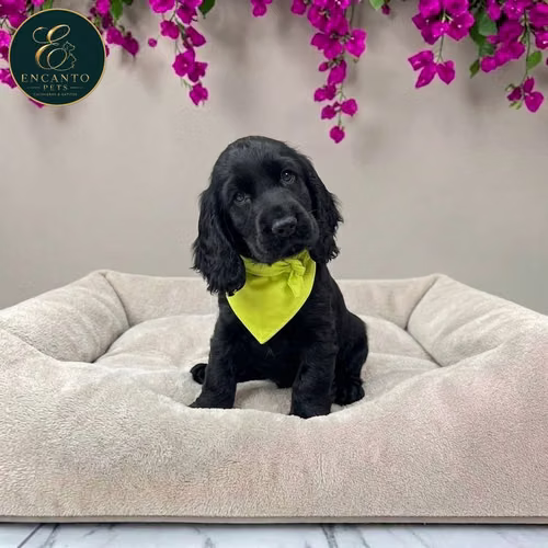 Cachorro Cocker Spaniel Ingles Beige Tradicional / Enlish Cocker Spaniel Buff disponible - Imagen 8
