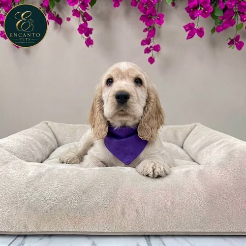 Cachorro Cocker Spaniel Ingles Beige Tradicional / Enlish Cocker Spaniel Buff disponible - Imagen 10