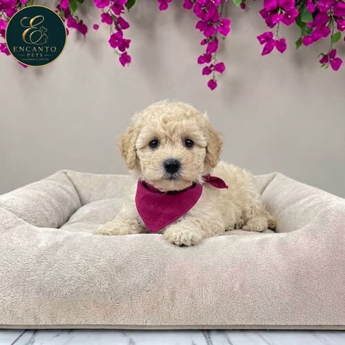 Cachorro FRENCH POODLE TRADICIONAL MINIATURA disponible - Imagen 2