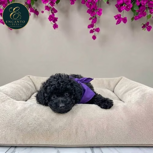 Cachorro FRENCH POODLE TRADICIONAL MINIATURA disponible - Imagen 7