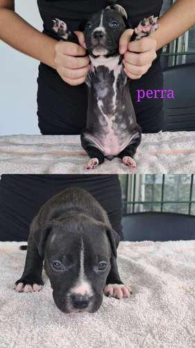 American staffordshire terrier machos/hembras de Perrosalfak9.com - Imagen 3