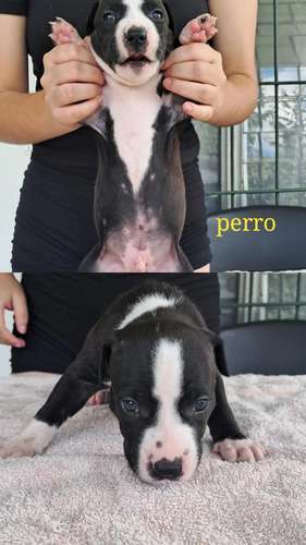 American staffordshire terrier machos/hembras de Perrosalfak9.com - Imagen 2