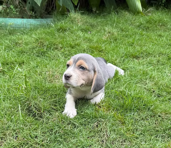 BEAGLE BLU MACHO ENTREGA 30 SETIEMBRE 2026