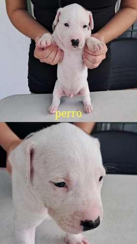 American staffordshire terrier machos/hembras de Perrosalfak9.com - Imagen 4