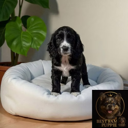 Cachorro Cocker Spaniel Ingles Blanco/Negro / English Cocker Spaniel Black and White disponible - Imagen 10