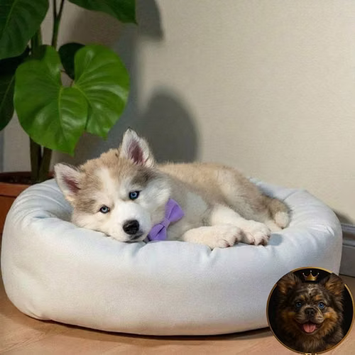 Cachorro HUSKY SIBERIANO disponible - Imagen 8