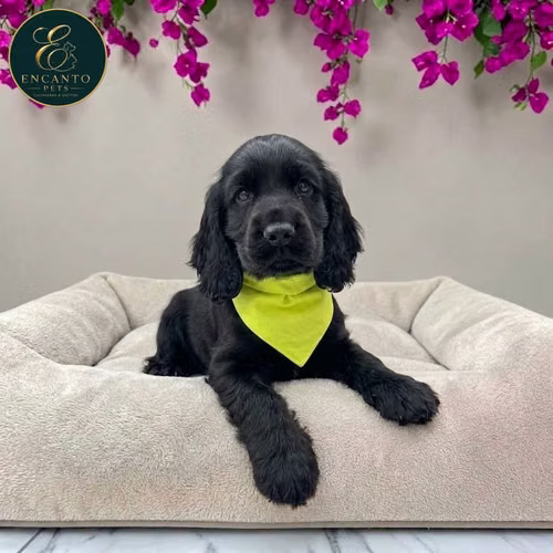 Cachorro Cocker Spaniel Ingles Beige Tradicional / English Cocker Spaniel Buff disponible - Imagen 5