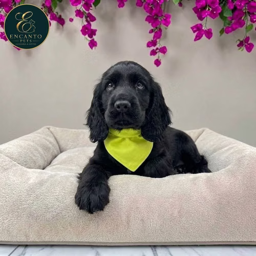 Cachorro Cocker Spaniel Ingles Beige Tradicional / English Cocker Spaniel Buff disponible - Imagen 6