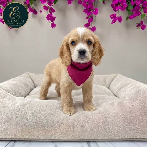 Cachorro Cocker Spaniel Ingles Beige Tradicional / English Cocker Spaniel Buff disponible - Imagen 3