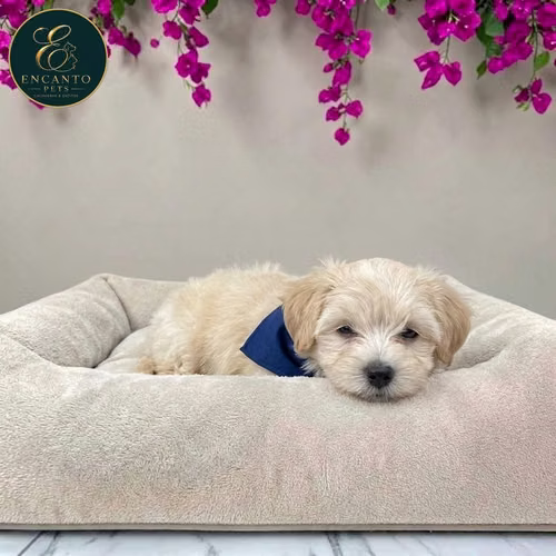 Cachorro MALTIPOO disponible - Imagen 6