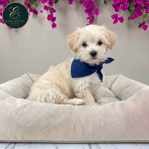 Cachorro MALTIPOO disponible - Imagen 9
