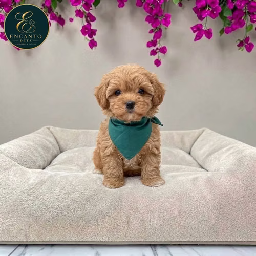 Cachorro MALTIPOO disponible - Imagen 5