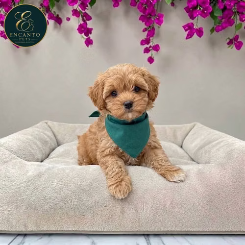 Cachorro MALTIPOO disponible - Imagen 2