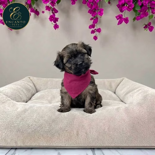 Cachorro Pequinés Maltés / Pekingese Maltese Mix disponible - Imagen 8