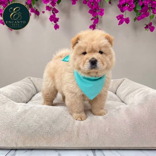 Cachorro CHOW CHOW TRADICIONAL disponible - Imagen 4
