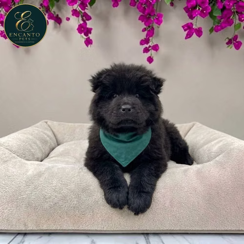 Cachorro CHOW CHOW TRADICIONAL disponible