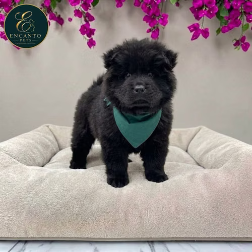 Cachorro CHOW CHOW TRADICIONAL disponible - Imagen 2