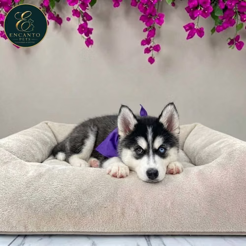 Cachorro HUSKY SIBERIANO disponible