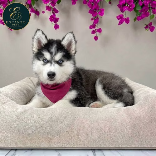 Cachorro HUSKY SIBERIANO disponible - Imagen 8