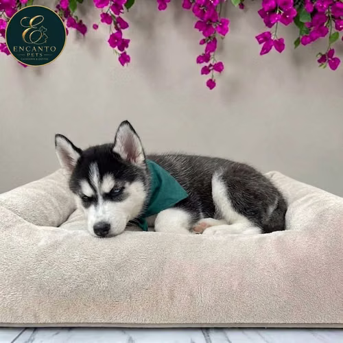 Cachorro HUSKY SIBERIANO disponible - Imagen 3