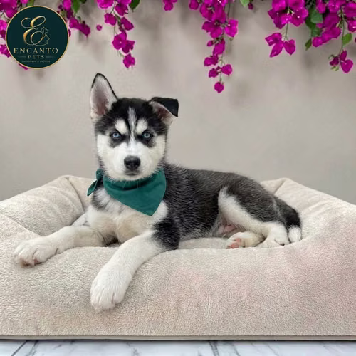 Cachorro HUSKY SIBERIANO disponible - Imagen 5