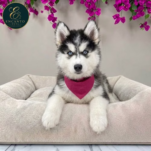 Cachorro HUSKY SIBERIANO disponible - Imagen 9