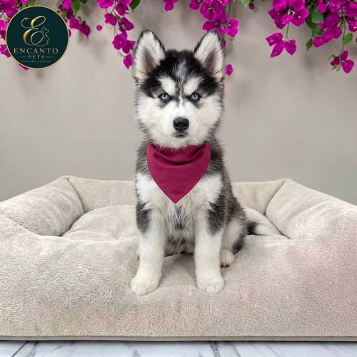 Cachorro HUSKY SIBERIANO disponible - Imagen 10