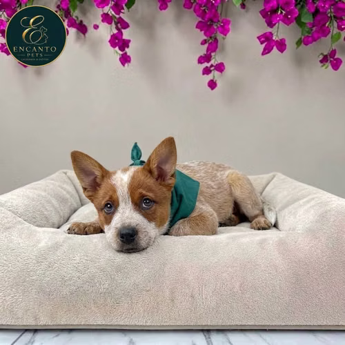 Cachorro BOYERO AUSTRALIANO RED HEELER disponible - Imagen 9