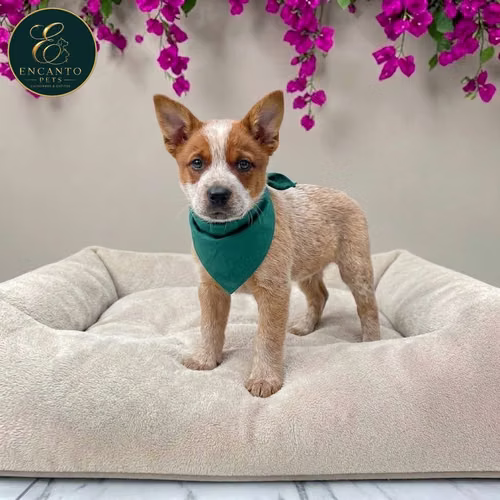 Cachorro BOYERO AUSTRALIANO RED HEELER disponible - Imagen 7