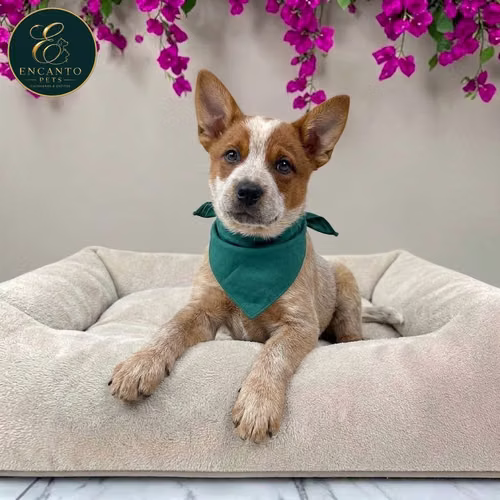 Cachorro BOYERO AUSTRALIANO RED HEELER disponible - Imagen 8