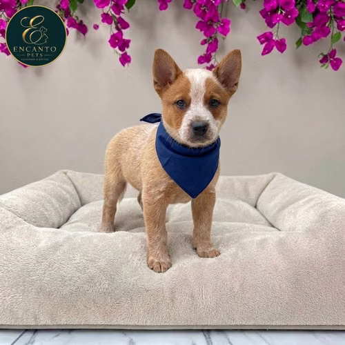 Cachorro BOYERO AUSTRALIANO RED HEELER disponible - Imagen 2