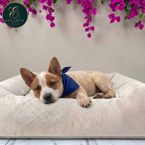 Cachorro BOYERO AUSTRALIANO RED HEELER disponible - Imagen 4
