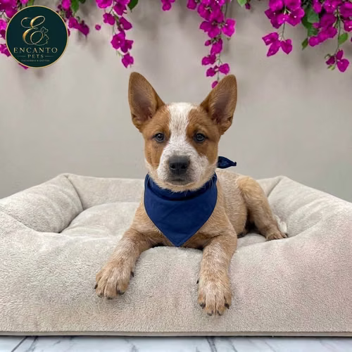 Cachorro BOYERO AUSTRALIANO RED HEELER disponible